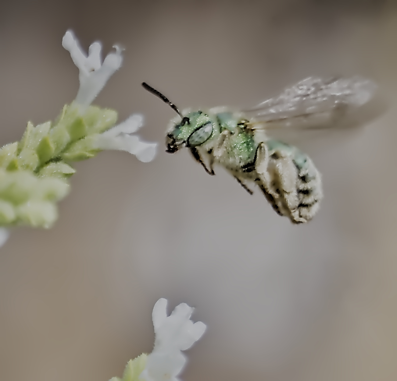 Flying Tongue Pictures Pollinator Gallery