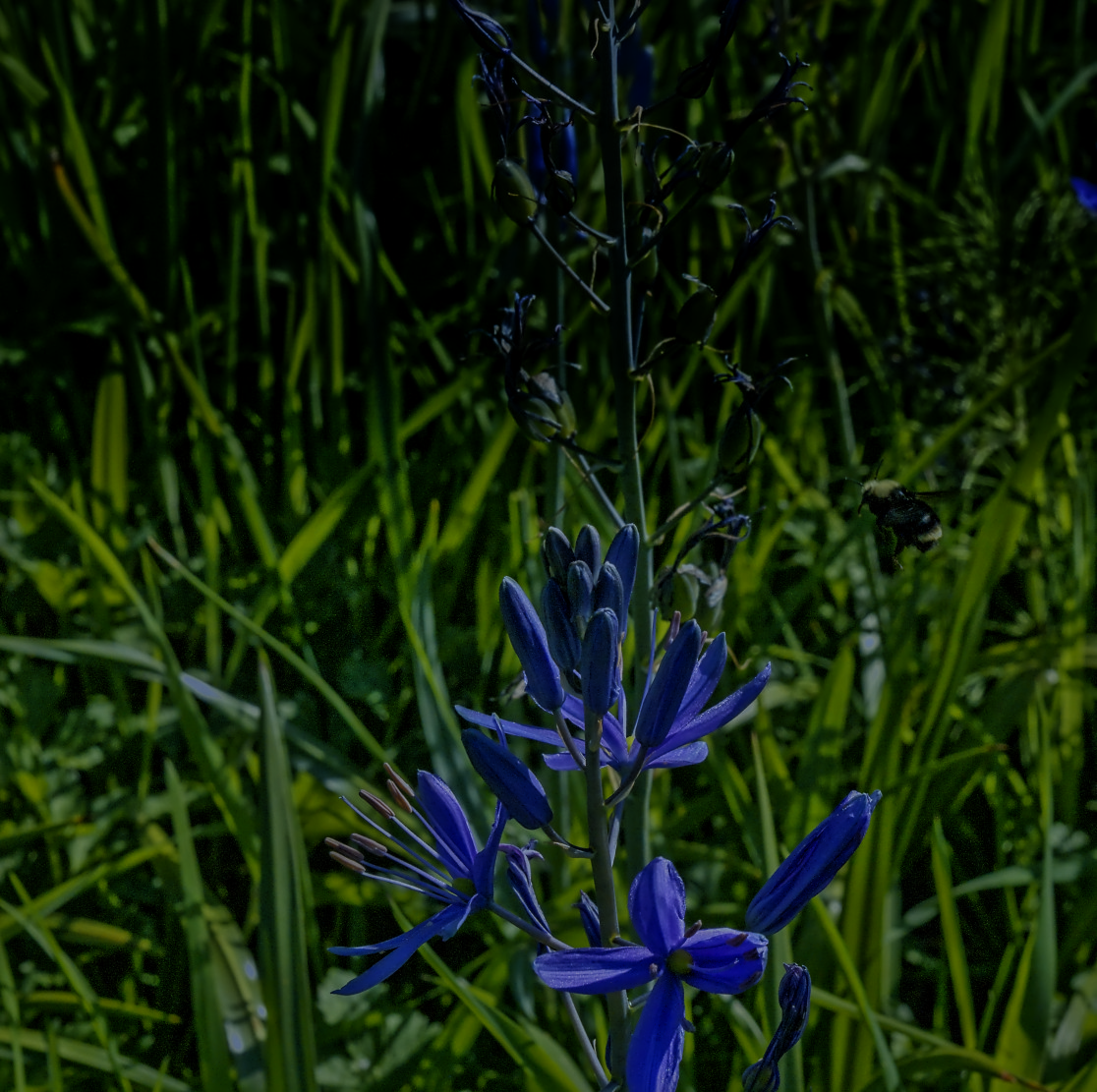 Yellow-faced bumble bee approaches camas flower, April 2026