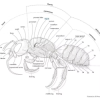 taxonomy of a bee by Amanda Konishi