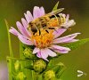 European Drone Fly drinks nectar from Aster flower, August 2022