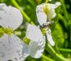 blurry image of Oval headed sweat bee 2018