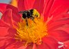 Male Yellow-faced bumble bee, tongue extended on dahlia flower