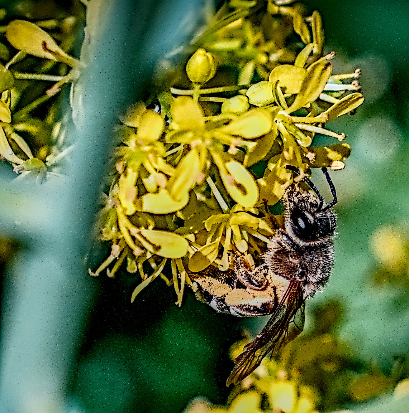 Orange-legged furrow bee on yellow flower