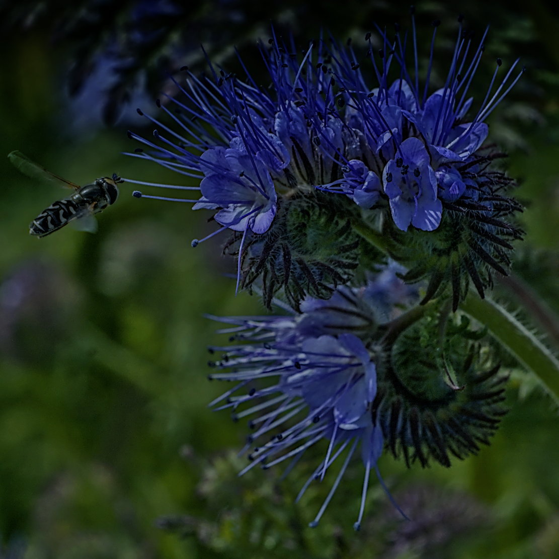 syphrid fly approaching lacey phacelia flowers